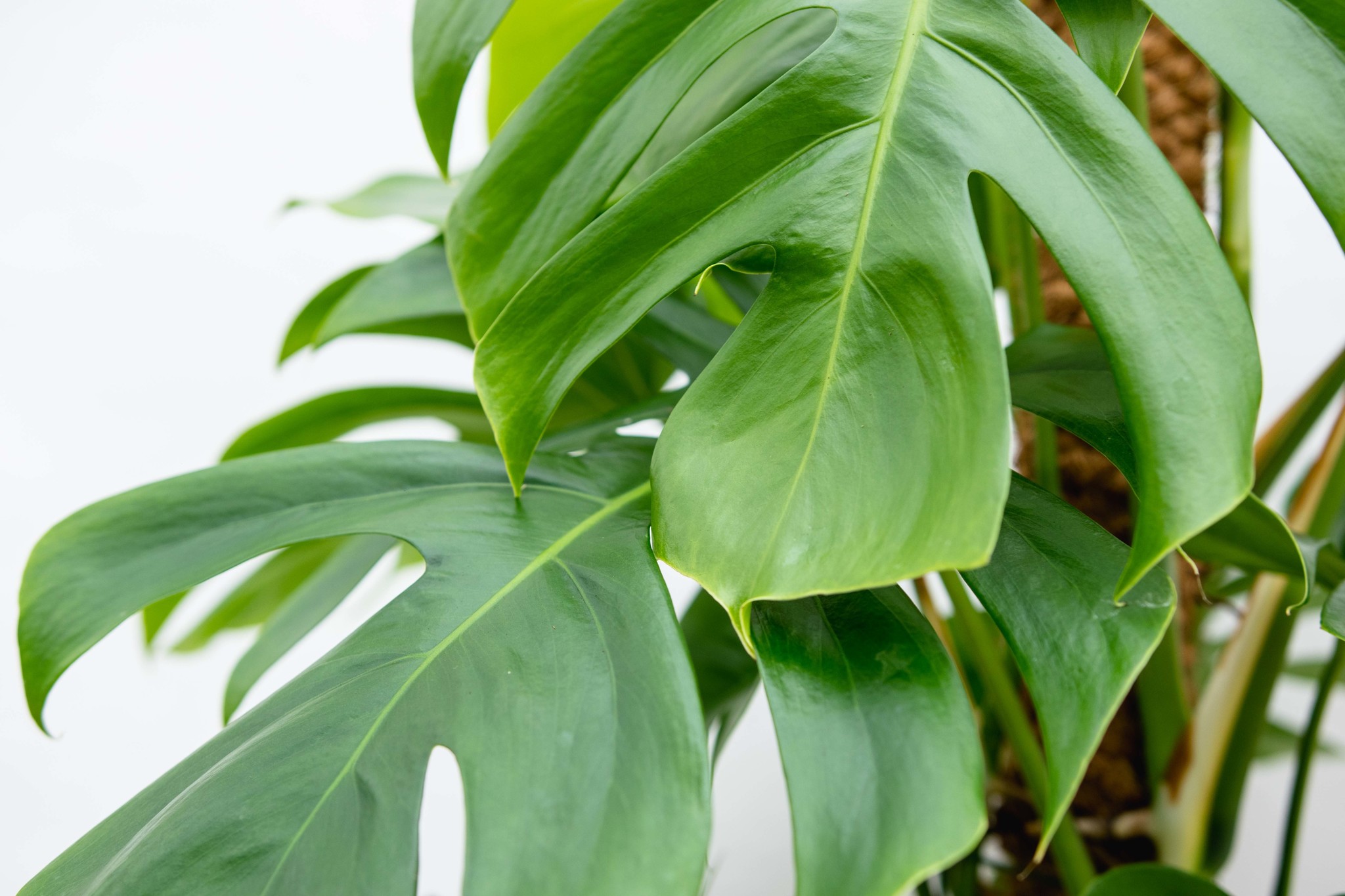 Monstera deliciosa XXL - Green Bubble