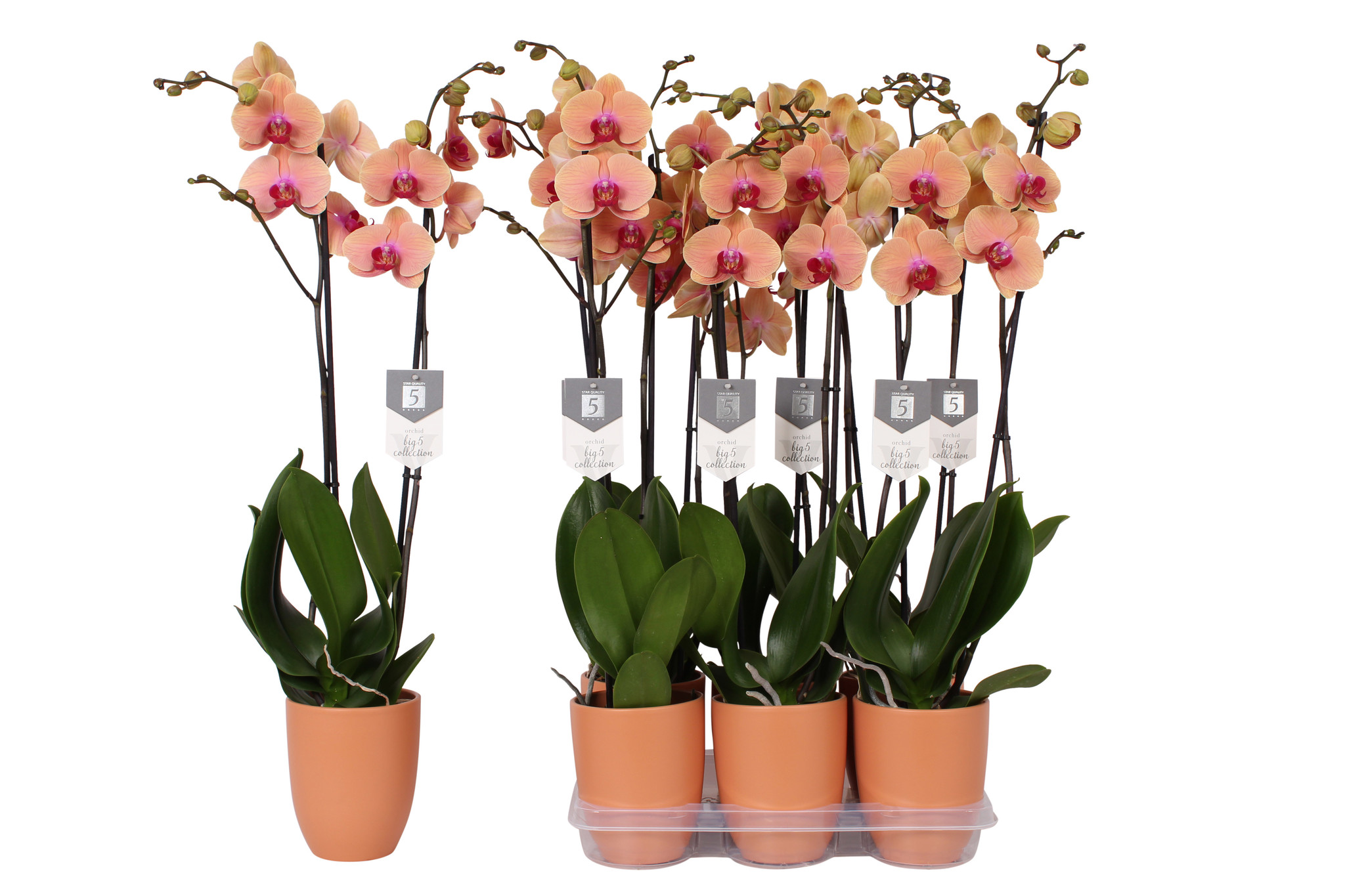 Orchidée Pots en plastique Trous, Pots de plantes d'extérieur Orchidées