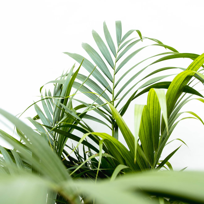 Combi deal - Areca palm inclusief Ellen vintage green - 140 cm
