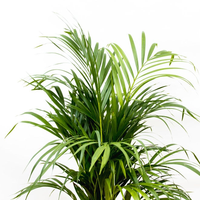 Combi deal - Areca palm including Ellen vintage green - 140 cm