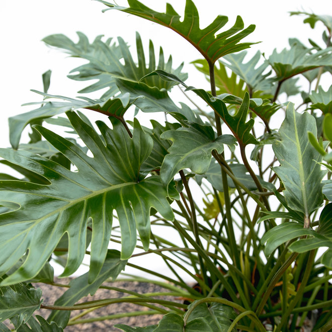 Philodendron Xanadu - 90cm