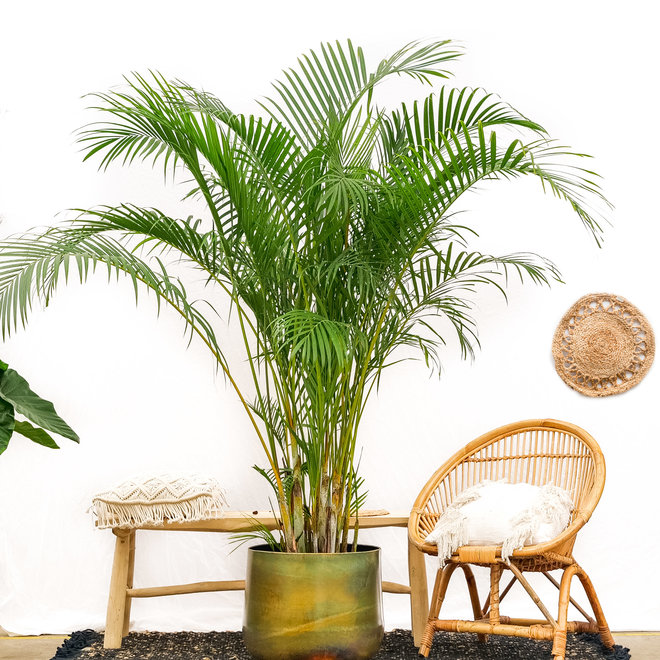 Dypsis Lutescens (Areca palm) - 225cm