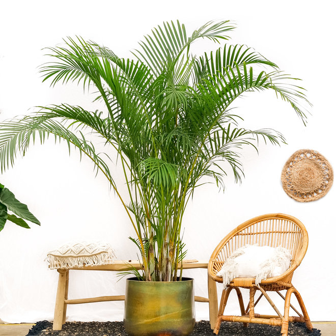 Areca Palme kaufen frisch vom Produzenten! Green Bubble