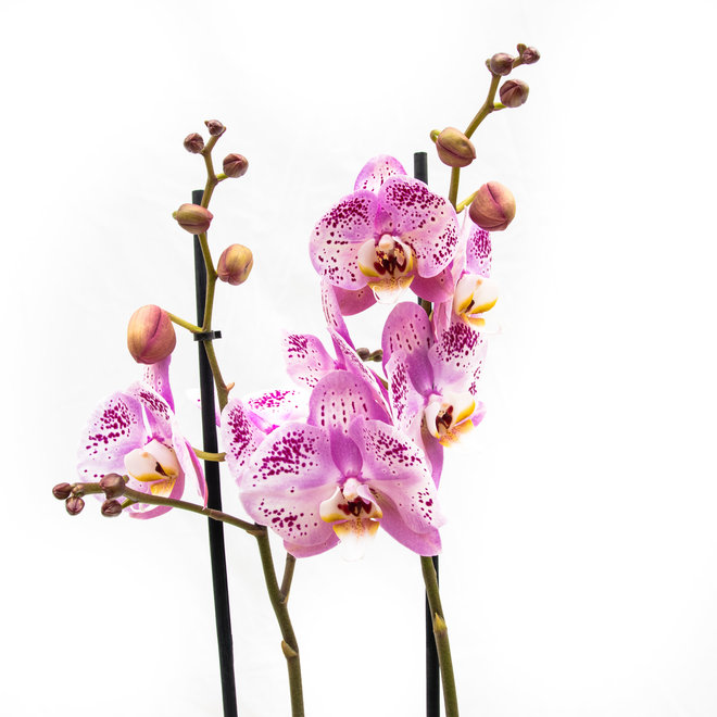 Orchidée du monde tachetée - 70cm