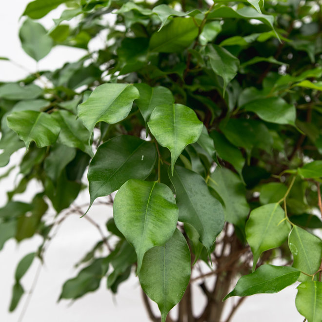 Ficus Benjamina mat op stam - 120cm