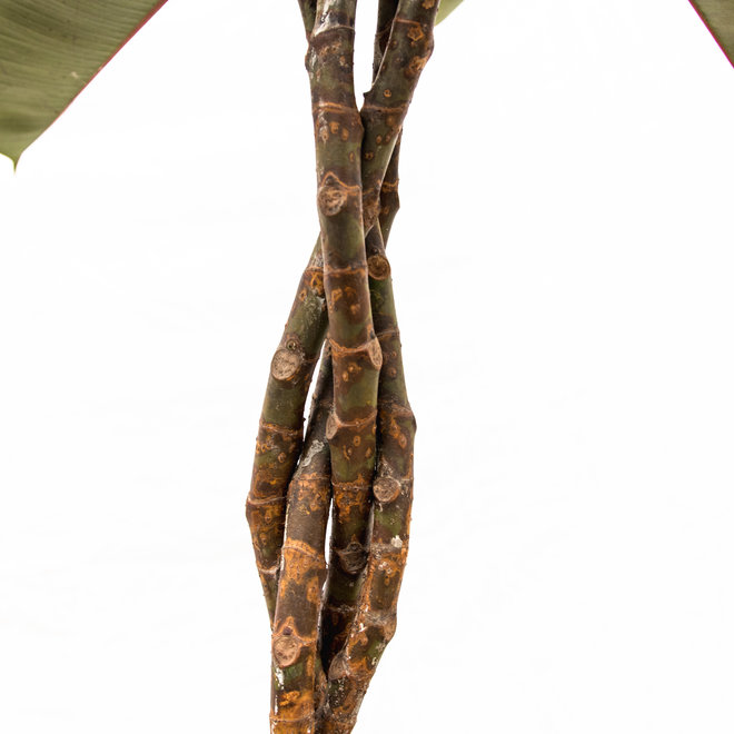 Ficus Elastica Burgundy - 120cm