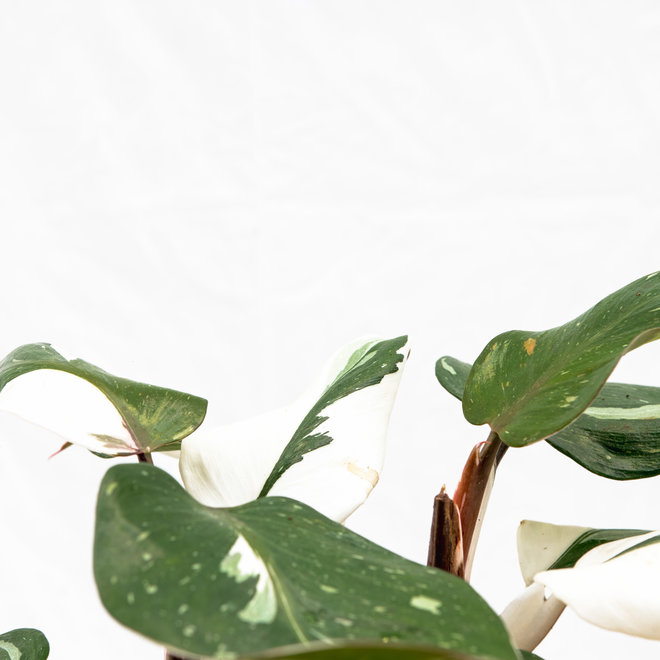 Philodendron White Knight - 30cm