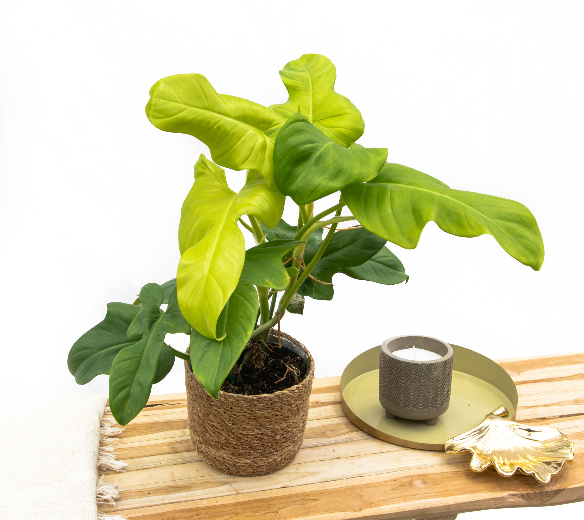 Philodendron Bipennifolium Aurea Yellow Violin 30cm