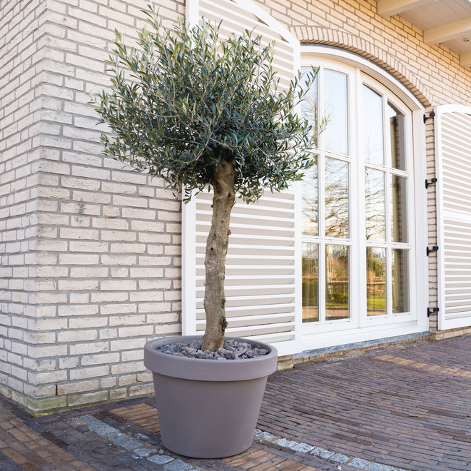 Combi deal - Olive tree Olea Europaea Lorc inclusief Lira pot - 180 cm