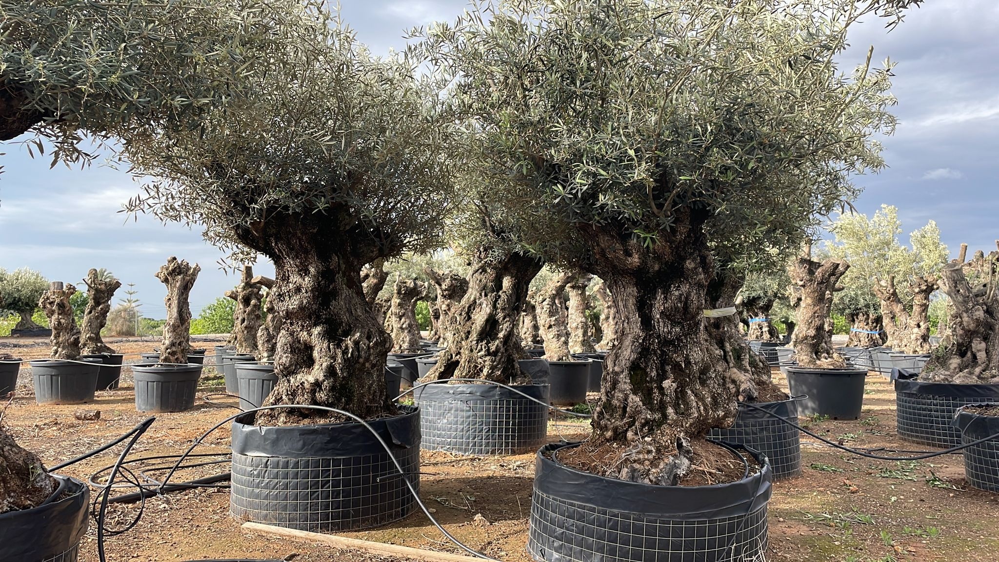 Olive Tree (Olea Europaea) Indoor Houseplant