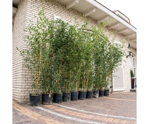 Bambou vert - Phyllostachys bissetii