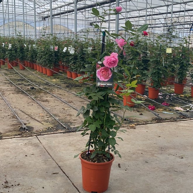 Klimroos roze - 70cm
