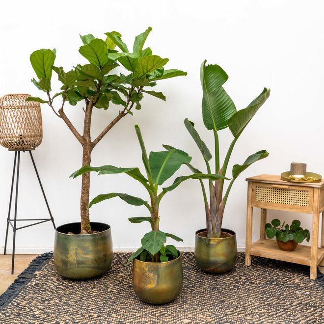 Combi deal - Ficus 170 - Bananenplant 100 - Augusta 150 inclusief Ellen vintage green pot
