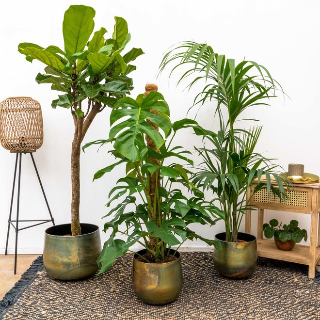 Combi deal - Ficus 170 - Monstera 120 - Kentia 160 inclusief Elisa vintage green pot