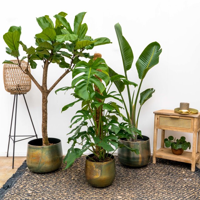 Combi deal - Ficus 170 - Monstera 120 - Augusta 150 inclusief Elisa vintage green pot