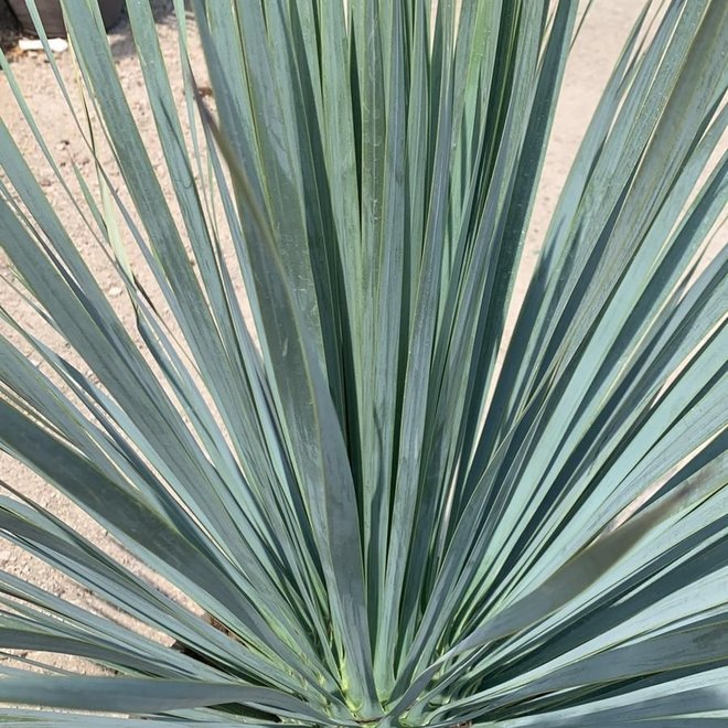 Combideal - Yucca Rostrata inclusief sierpot - 140cm