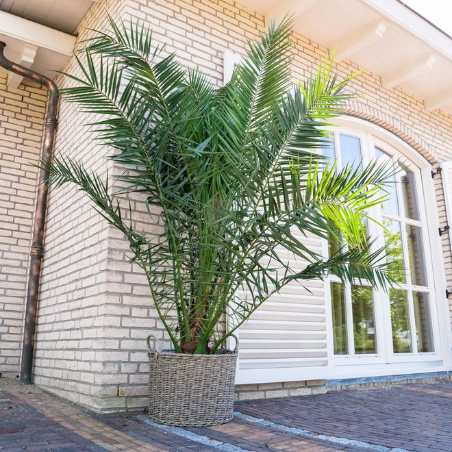 Plantes d'extérieur chez Green Bubble - Livraison gratuite 