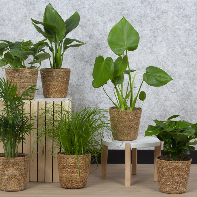 GreenBubble Verrassingsbox - 6 planten inclusief manden