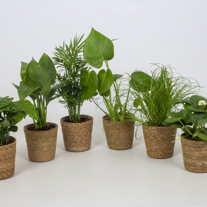 GreenBubble Boîte à surprises - 6 plantes, paniers compris