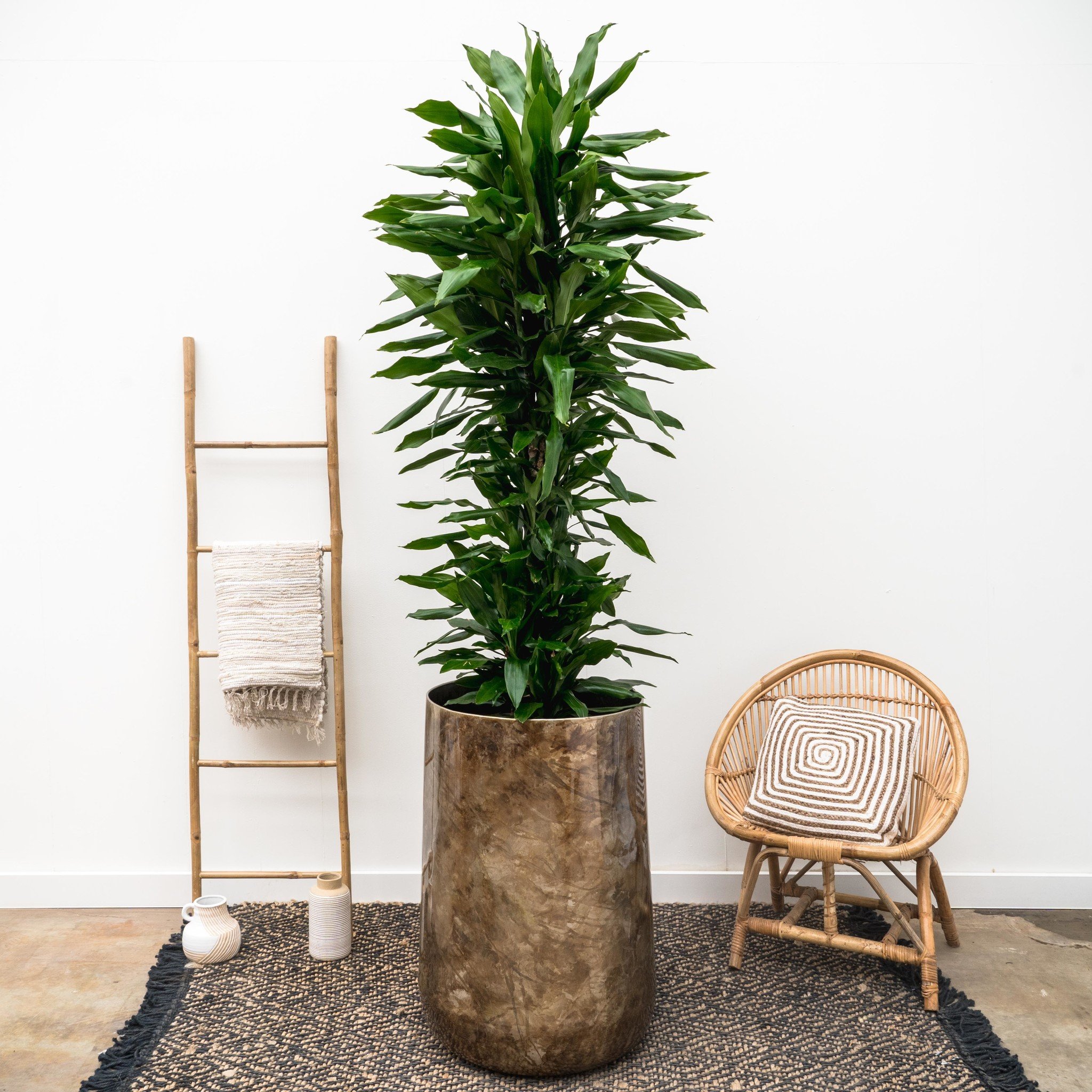 Plante artificielle avec pot 147 cm DRACAENA ANITA 