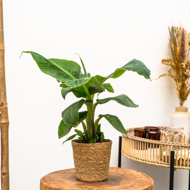 Combi Deal - Bananenplant inclusief mand Scott - 25 cm