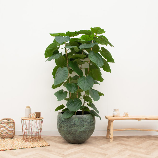 Ficus Umbellata - 160cm