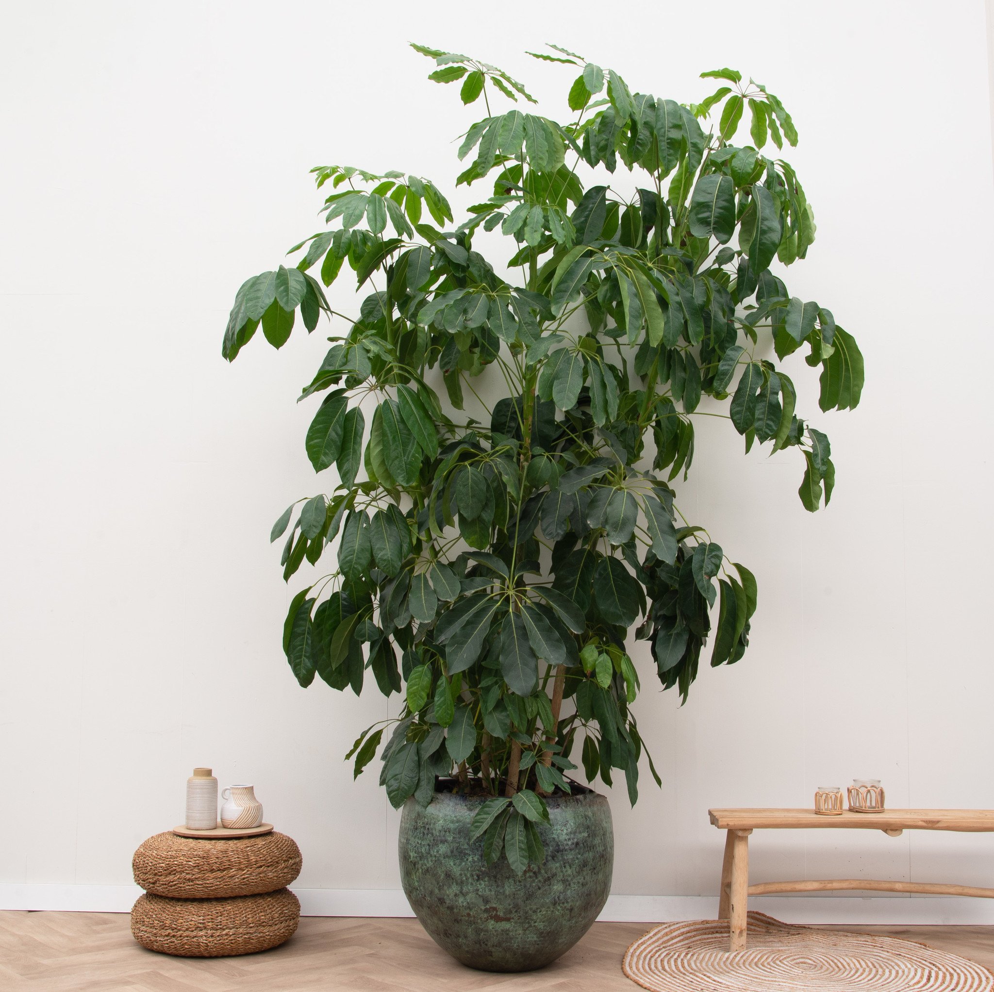 Schefflera Amate XL - 150cm | Beliebte große Zimmerpflanze - | Kunstpflanzen