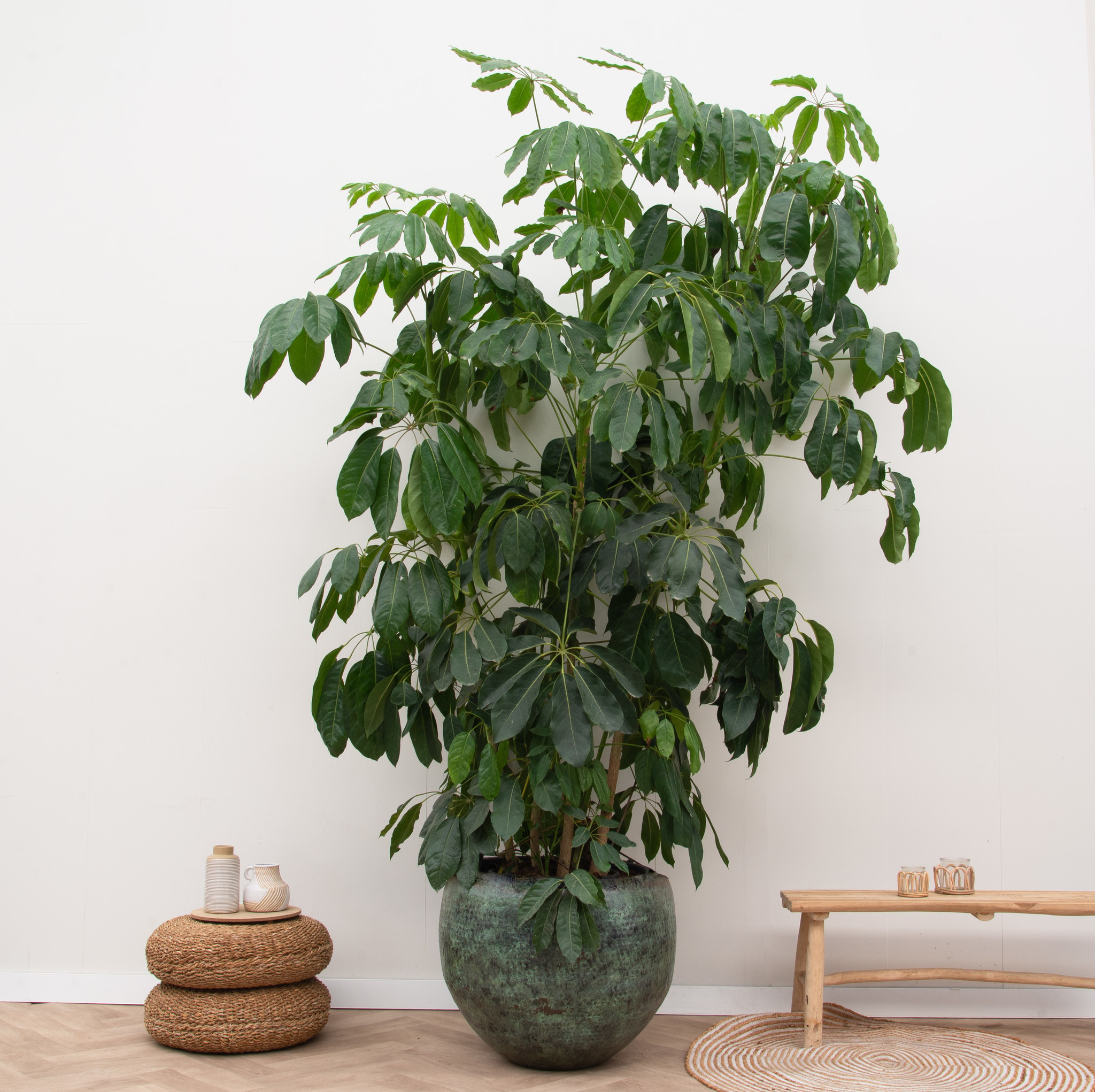 Schefflera Amate XL - 150cm  Grande plante d'intérieur populaire 