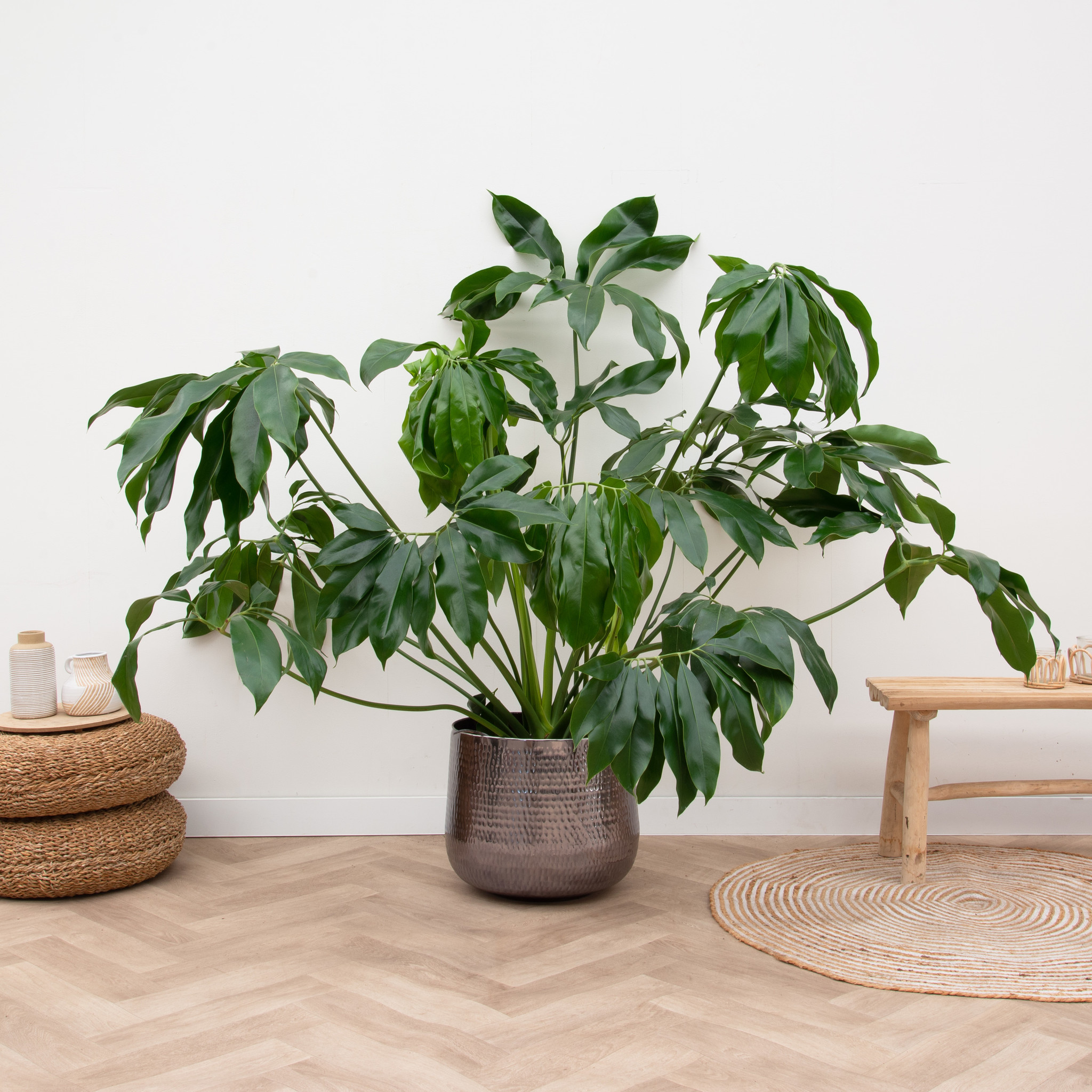 120cm Green - Wonder Philodendron -