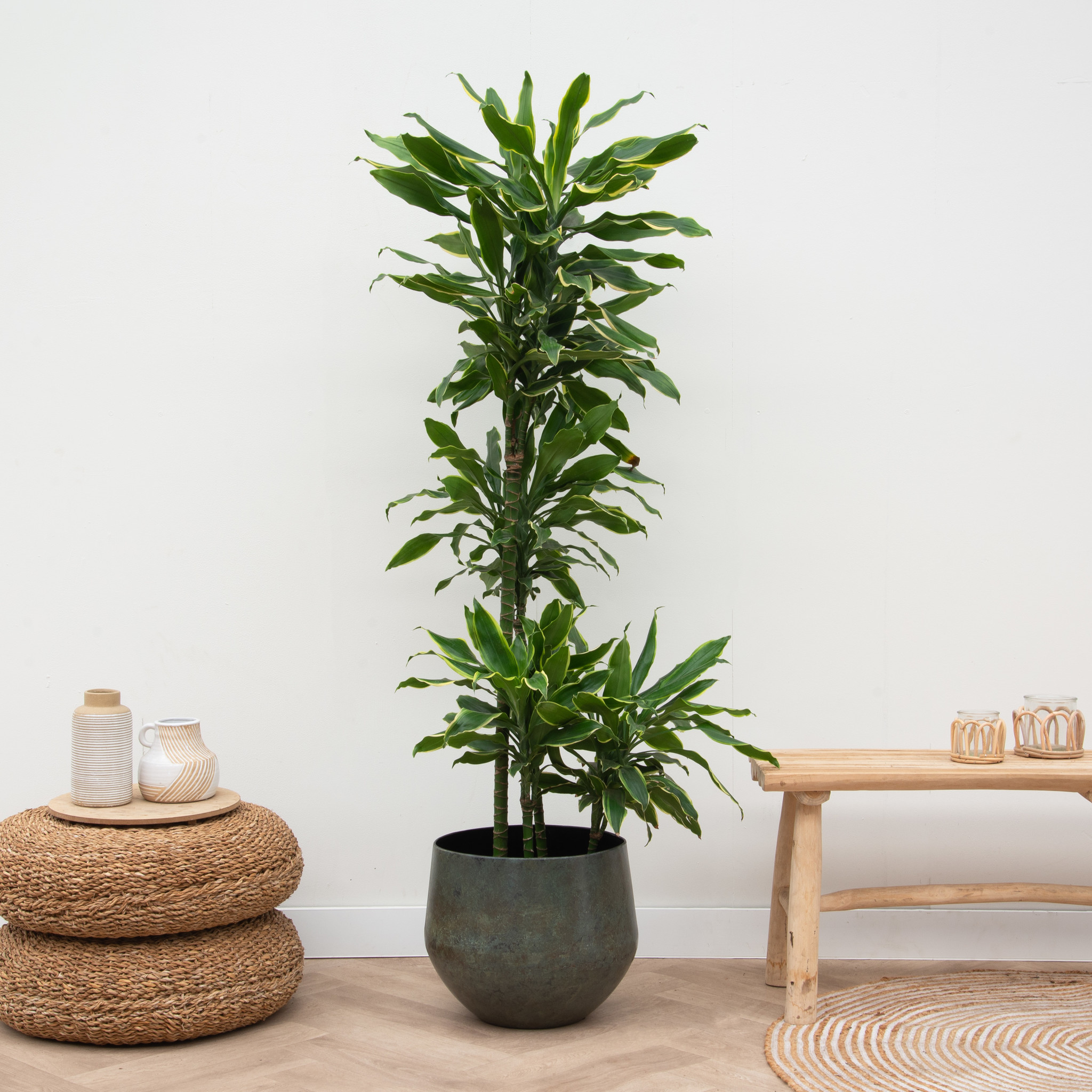 Dracaena Golden Coast 180cm