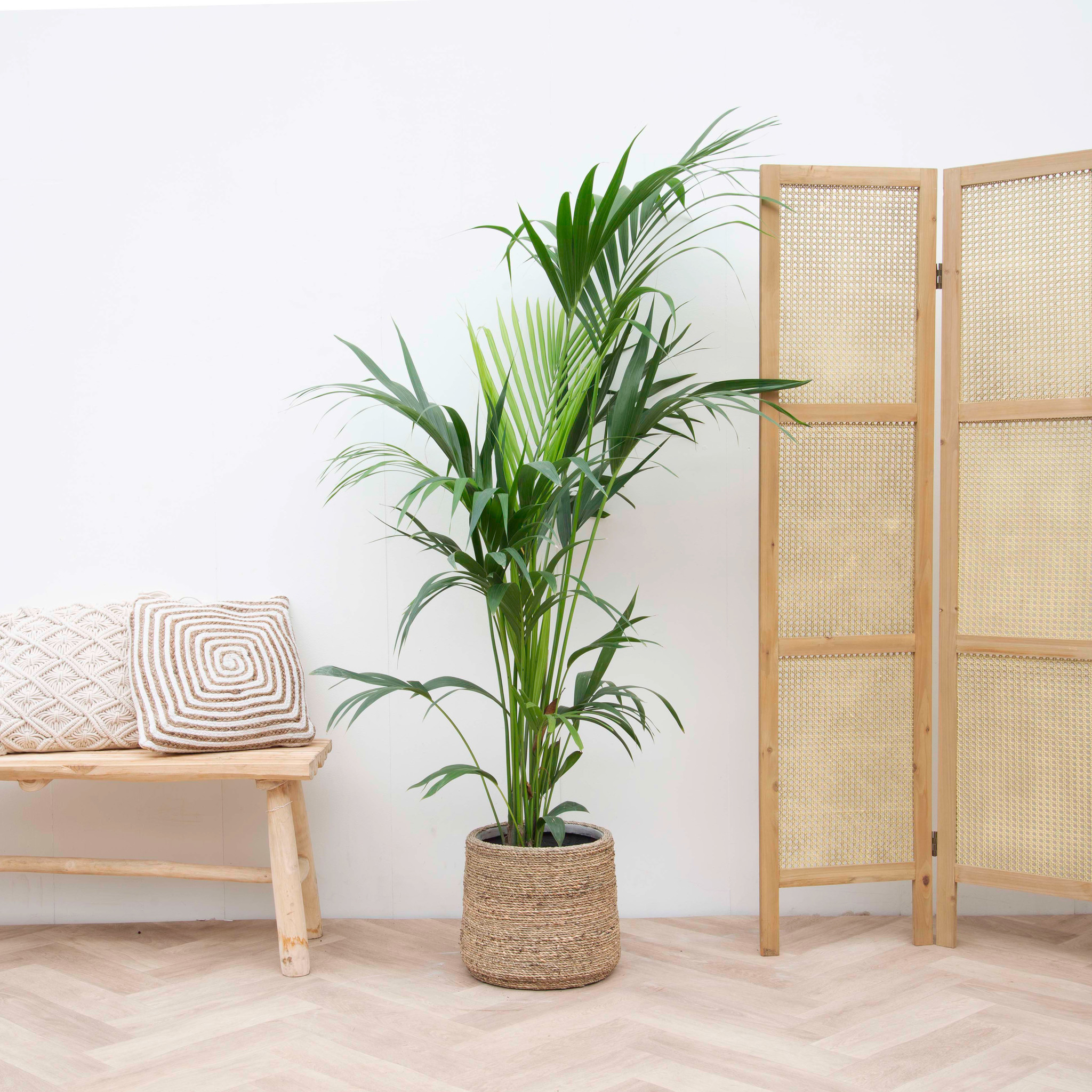 Kentia palm - 180 cm | XL-Pflanzen | Bubble - Green
