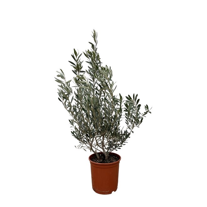 Olea Europaea bush - 100cm