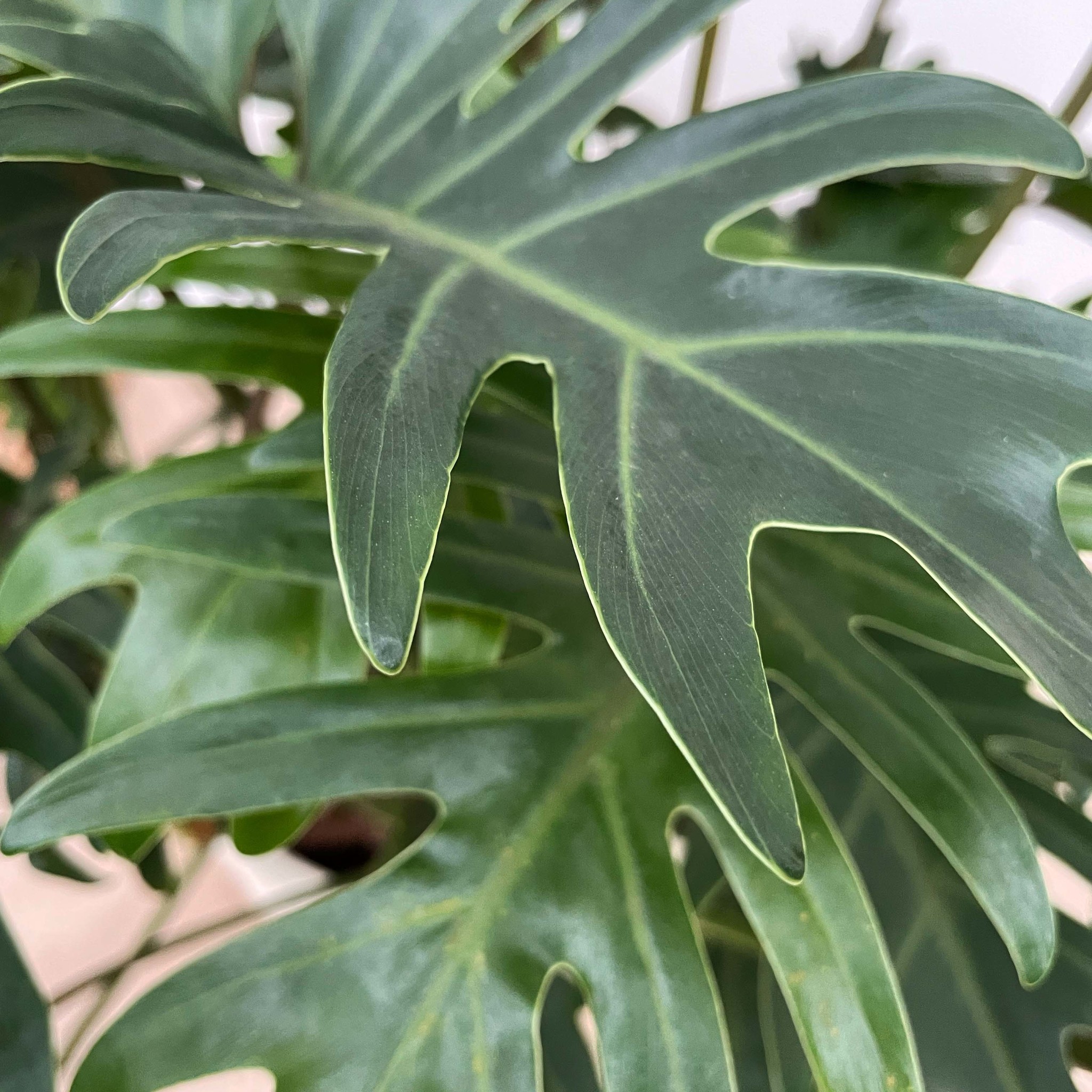 philodendron-xanadu-100-cm-green-bubble