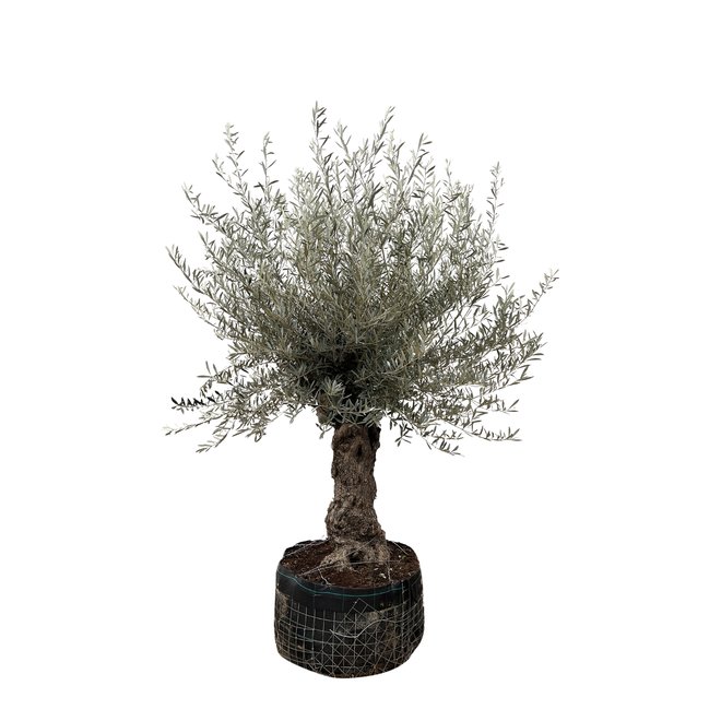 Olivenbaum Olea Europaea Bonsai XXL Netz - 250cm