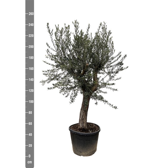 Olivenbaum Olea Europaea Bonsai XL -  250 cm