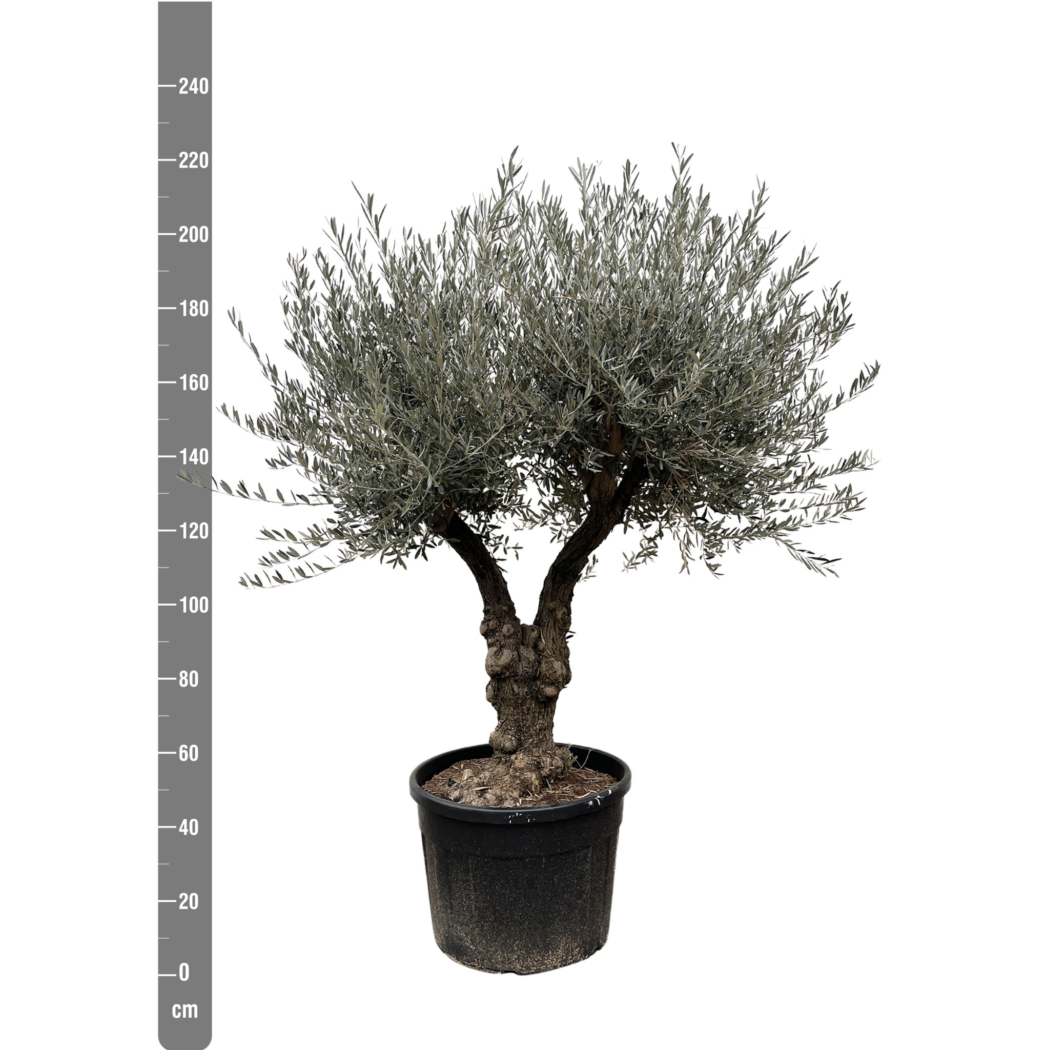 Bonsai artificiale da 55 cm - Easyplants