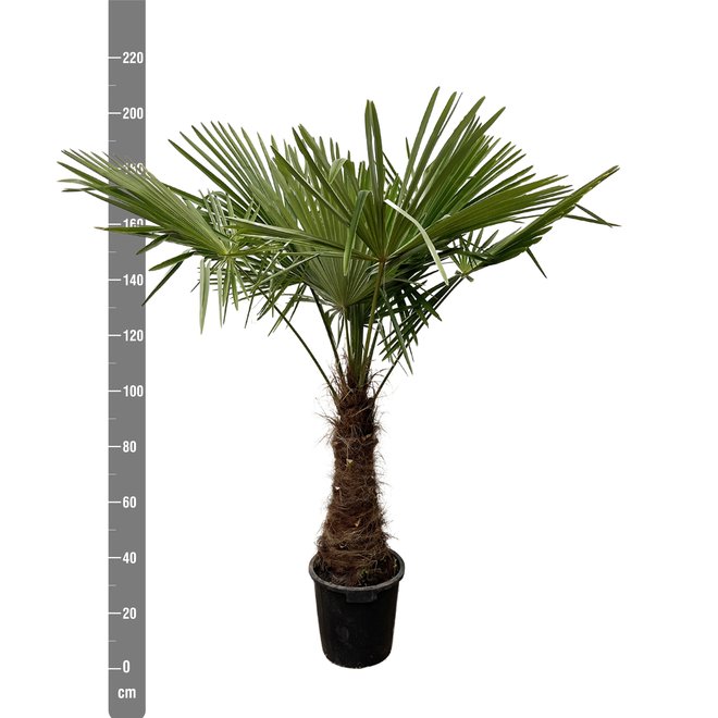 Trachycarpus Fortunei - 210 cm