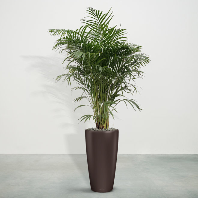 Areca palm → Goudpalm Free Shipping - Green