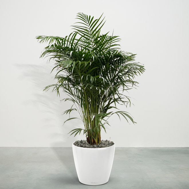 Areca Palm Buy → Gold Palm Green Bubble 