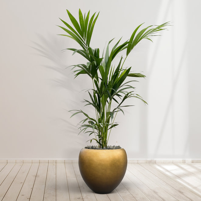 Combideal - Kentia Palm including self-watering pot Nora Matt Copper S - 200cm