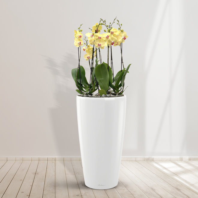 Combideal - Limelight Orchid including self-watering pot Angel White M - 140cm