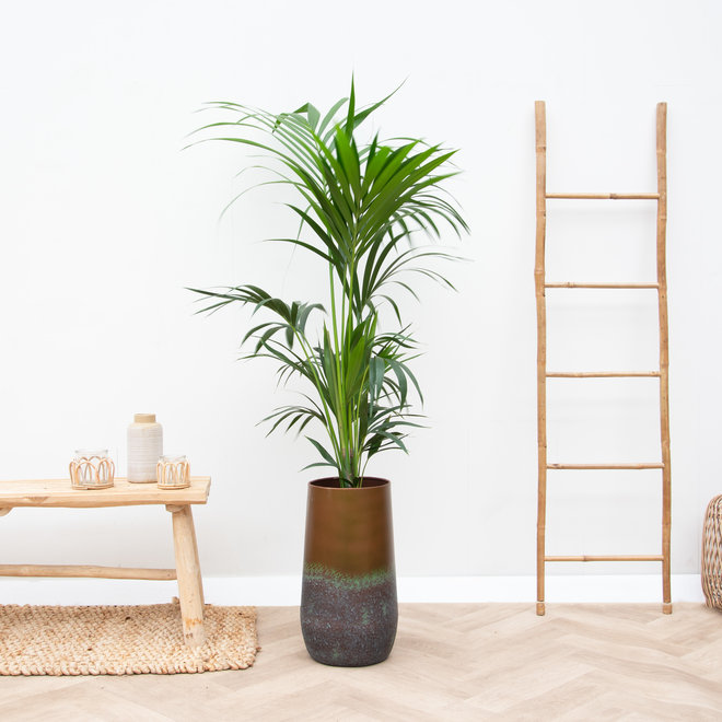 Combi deal - Kentia Palm inclusief Vase Elisa - 170cm