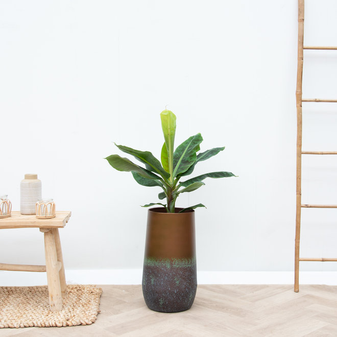 Kombi-Angebot - Bananenpflanze inklusive Vase Elisa Mystic - 120cm