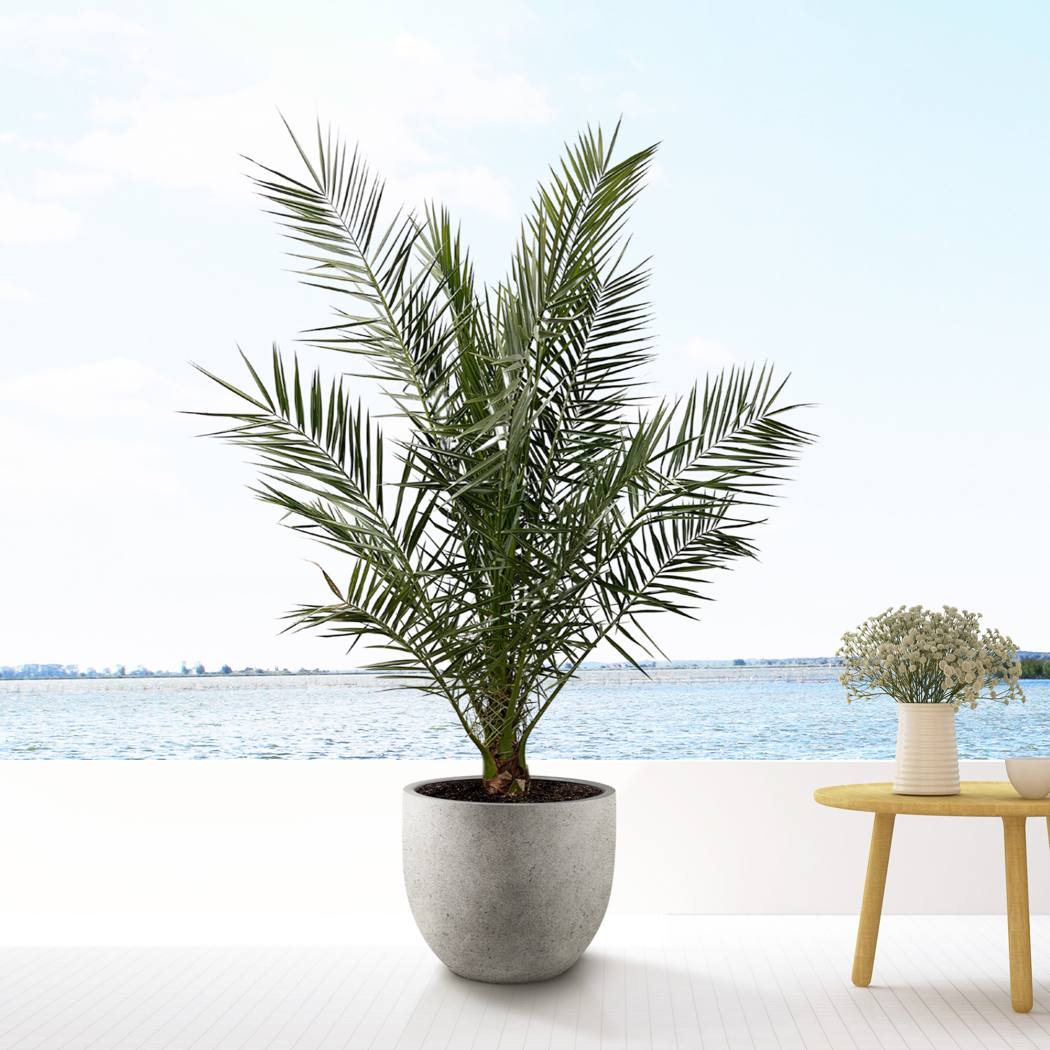 Phoenix Canariensis H 70 Cm In Vaso 18 Cm - Palma Delle Canarie
