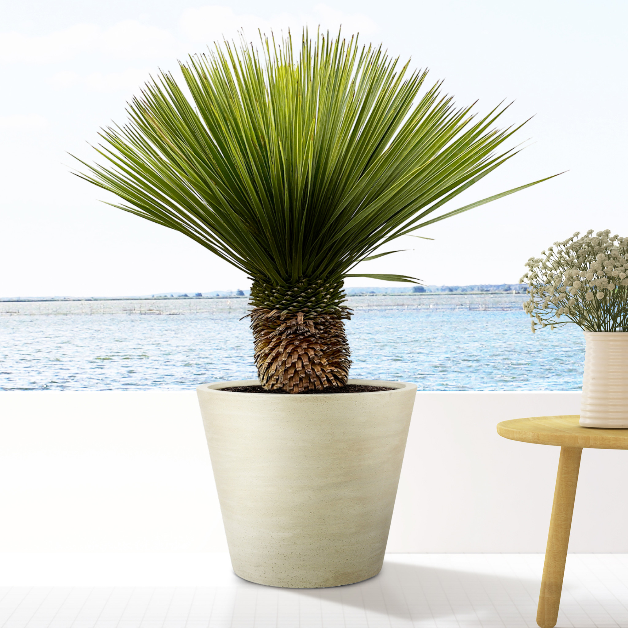Yucca Rostrata Artificiel 85cm – Plante Verte En Pot Plastique 16,5x14,5cm – Décoration Intérieure
