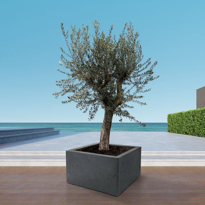 Green Bubble Olive tree Olea Europaea Bonsai XL - 250 cm