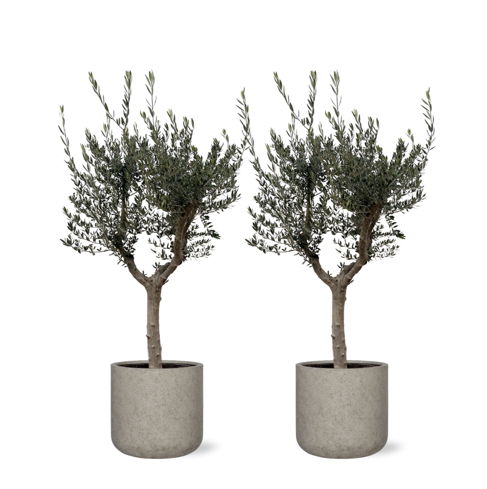 combi-deal-2x-olijfboom-olea-europea-cultivo-inclusief-charlie-beige