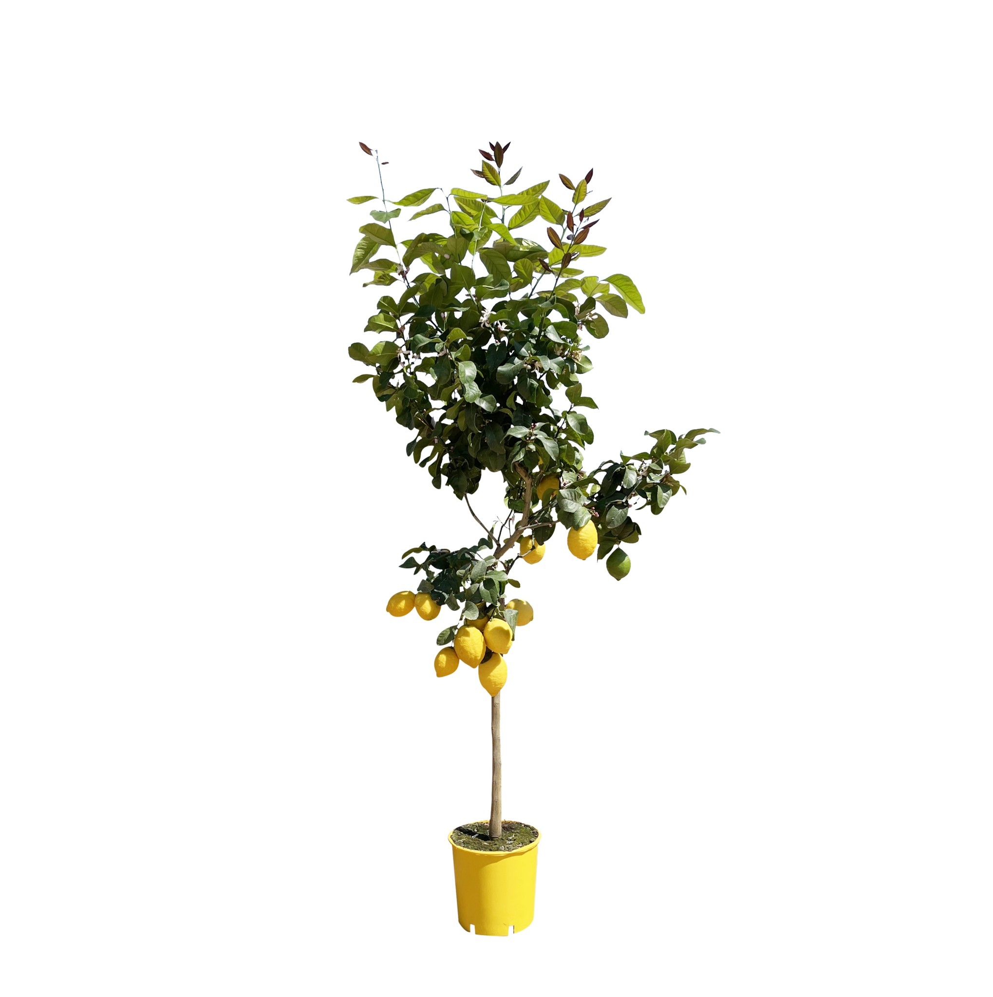 Zitronenbaum - 170cm -