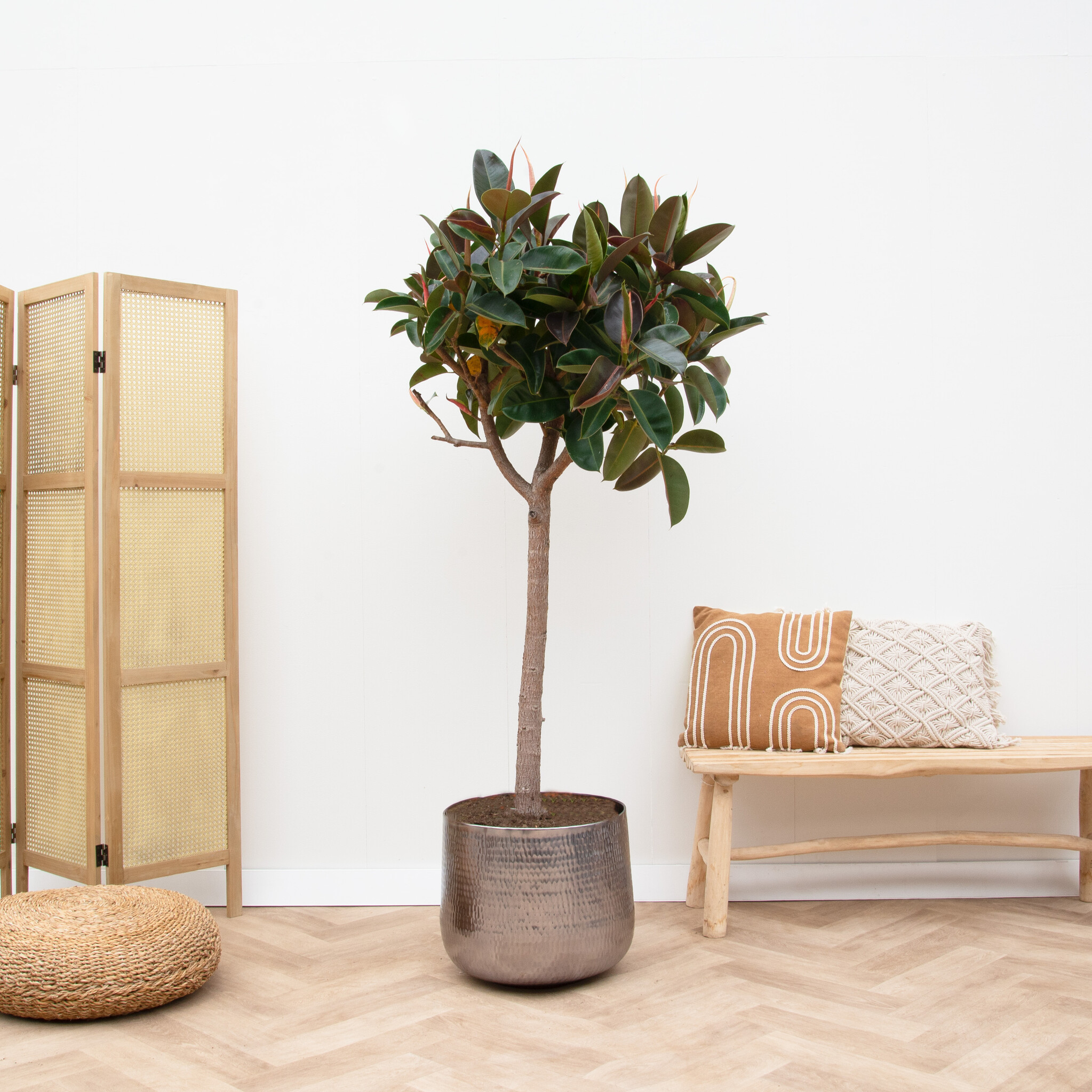 Ficus Elastica Robusta op stam 200cm Green Bubble