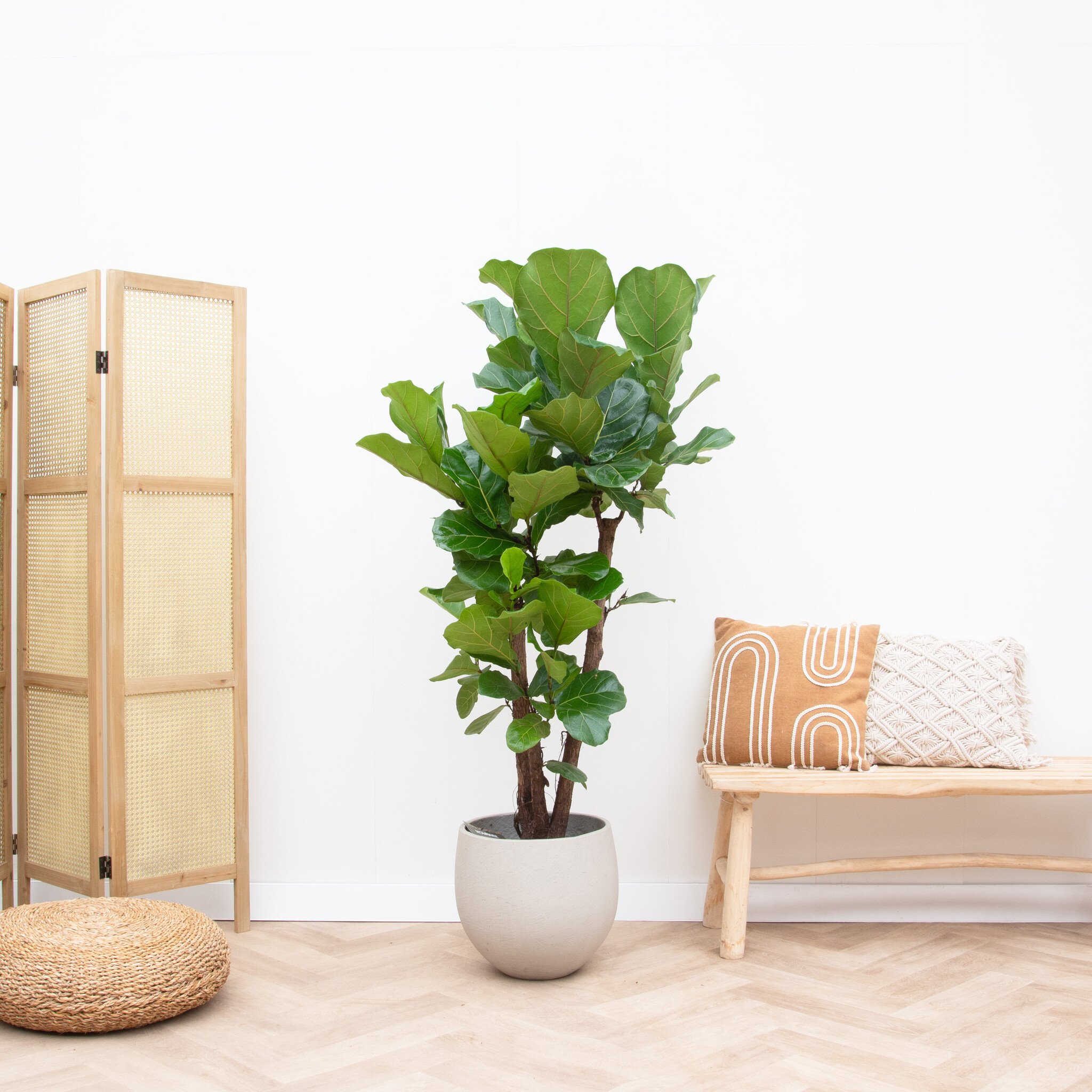Ficus lyrata en Marly